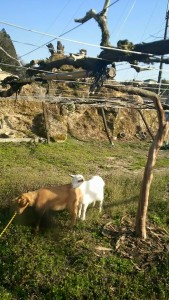 1557717_512905892227341_6243003200383839165_n