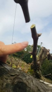 15032812_614840355367227_4972799832946380202_n