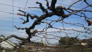 15036268_615627545288508_7440730285143347927_n