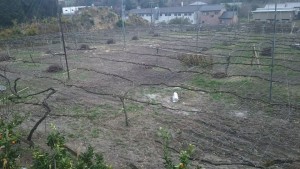 15356654_629299880587941_8511628820333907032_n