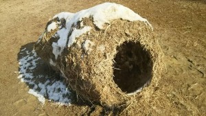 15966142_645223592328903_8494362444426329384_n