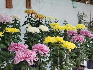 45227995_995743627276896_7192394925856522240_o